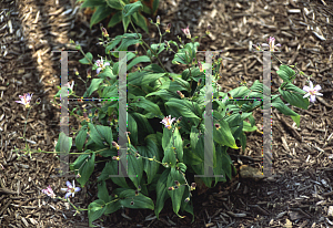 Picture of Tricyrtis x 'Tojen'