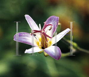 Picture of Tricyrtis x 'Tojen'