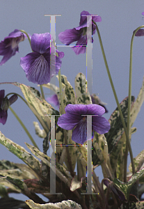 Picture of Viola mandshurica 'Fuji Dawn'