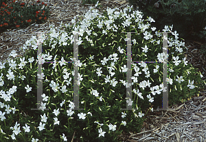 Picture of Viola cornuta 'Alba Minor'