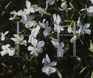 Picture of Viola cornuta 'Alba Minor'