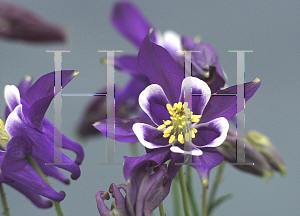 Picture of Aquilegia vulgaris 'Winkie'