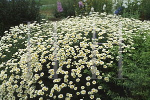 Picture of Anthemis tinctoria 'Sauce Hollandaise'