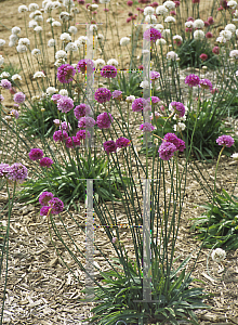 Picture of Armeria pseudarmeria 'Joystick Lilac'