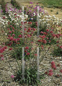 Picture of Armeria pseudarmeria 'Joystick Red'