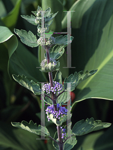 Picture of Caryopteris incana 