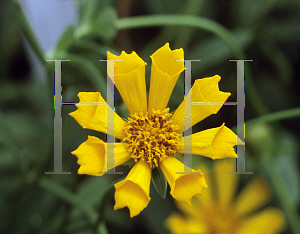 Picture of Coreopsis auriculata 'Zamphir'