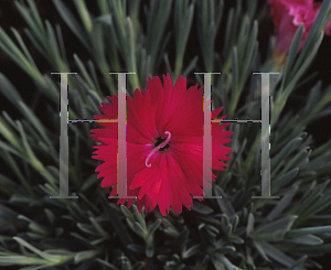 Picture of Dianthus  'Neon Star'
