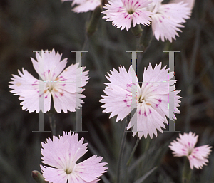 Picture of Dianthus gratianopolitanus 'Bewitched'