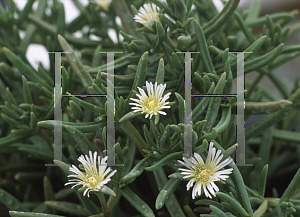 Picture of Delosperma herbeau 