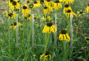 Picture of Echinacea paradoxa 