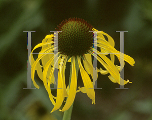 Picture of Echinacea paradoxa 
