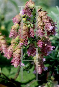 Picture of Origanum x 'Kents Beauty'