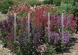 Picture of Penstemon barbatus 'Rondo'