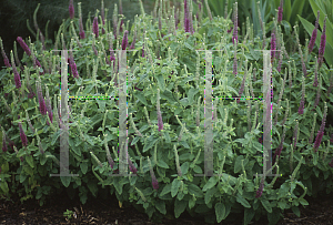 Picture of Teucrium hyrcanicum 