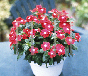 Picture of Catharanthus roseus 'Jaio Scarlet Eye'