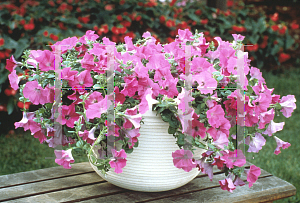 Picture of Petunia x hybrida 'Lavender Wave'