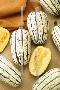 Picture of Cucurbita  'Cornell's'