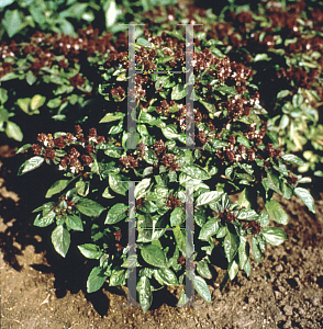 Picture of Ocimum basilicum 'Magical Michael'