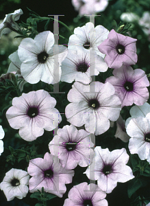 Picture of Petunia x hybrida 'Tidal Wave Silver'