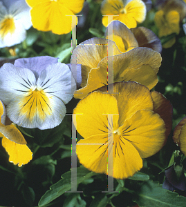 Picture of Viola x wittrockiana 'Ultima Morpho'