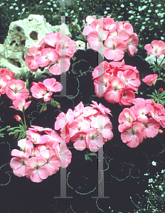 Picture of Geranium  'Black Magic Rose'
