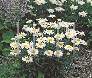 Picture of Leucanthemum x superbum 'Alaska'