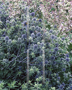 Picture of Echinops bannaticus 'Blue Glow'