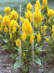 Picture of Celosia argentea (Plumosa Group) 'Yellow'