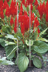 Picture of Celosia argentea (Plumosa Group) 'Red Kewpie'