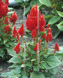 Picture of Celosia argentea (Plumosa Group) 'Red Kewpie'