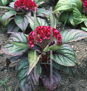 Picture of Celosia argentea (Cristata Group) 'Purple with purple leaves'