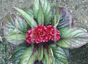 Picture of Celosia argentea (Cristata Group) 'Purple with purple leaves'