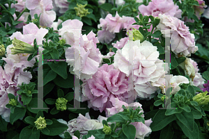 Picture of Petunia x hybrida 'Double Pink'