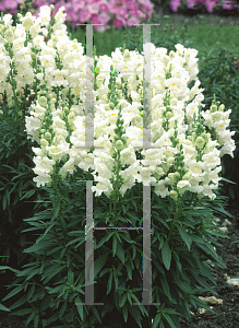 Picture of Antirrhinum majus 'White'