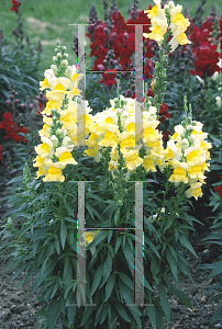 Picture of Antirrhinum majus 'Yellow'