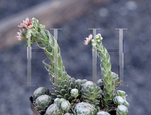 Picture of Sempervivum arachnoideum 