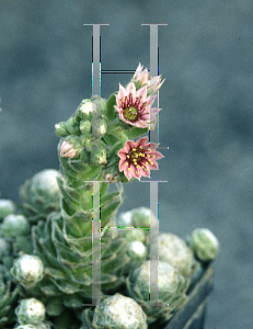 Picture of Sempervivum arachnoideum 