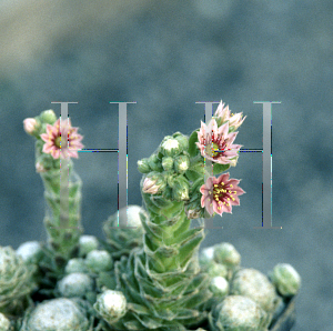 Picture of Sempervivum arachnoideum 