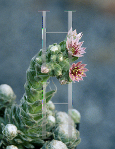 Picture of Sempervivum arachnoideum 