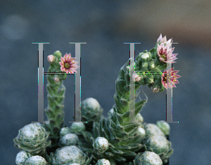 Picture of Sempervivum arachnoideum 