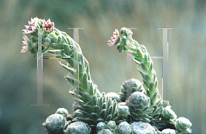 Picture of Sempervivum arachnoideum 