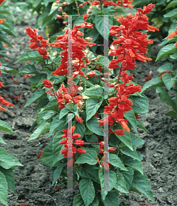 Picture of Lobelia x speciosa 'Red'