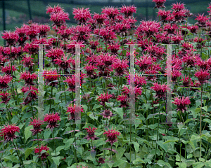 Picture of Monarda  'Colrain Red'