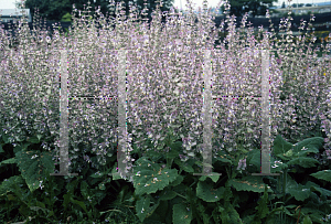 Picture of Salvia verticillata 