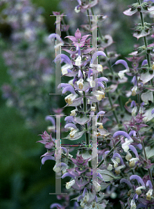 Picture of Salvia verticillata 