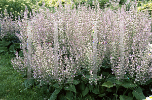 Picture of Salvia verticillata 