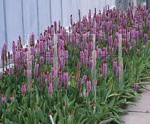 Picture of Primula vialii 'Orchid Primrose'