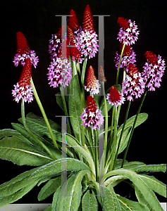 Picture of Primula vialii 'Orchid Primrose'