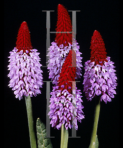 Picture of Primula vialii 'Orchid Primrose'